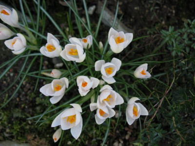 Crocus_tommasnianus_a.__...__12.2.14_018.jpg