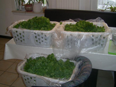 Grunkohlgewaschen.jpg