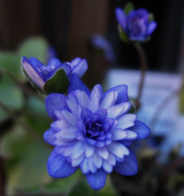 Murasaki-Shikibu__...__12.2.14_006.jpg