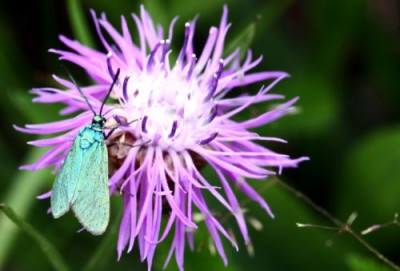 Schmetterling.jpg