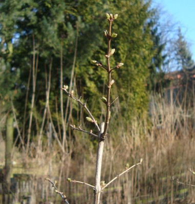 heckenkirsche.jpg