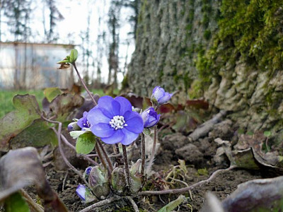 Hepatica_allererstes.JPG