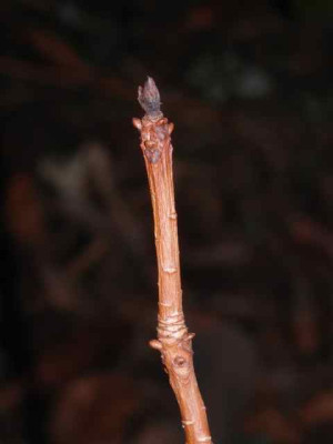 Rhodo_tot_2.jpg