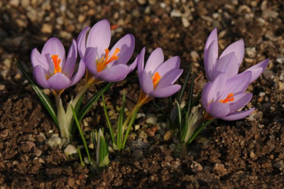 Crocus_sieberi_atticus_20140208.jpg