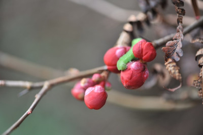 Chaenomeles_02.jpg
