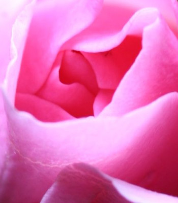 rose04.jpg