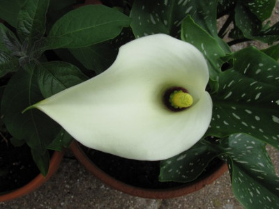 Zantedeschia_elliottiana_IMG_1262.JPG