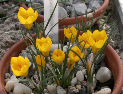 comp_Crocus_danfordiae_14.02.14.jpg