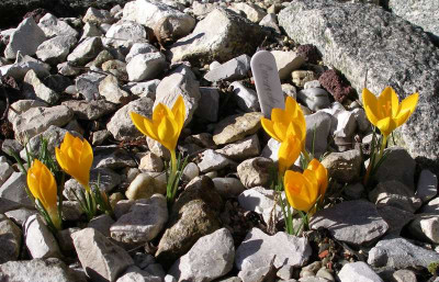 comp_Crocus_chrysanthus_Uschak_Orange_14.02.14.jpg