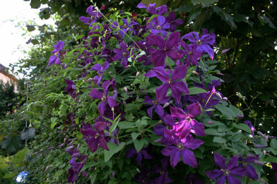 Cl.vit.Polish_Spirit0107d.jpg