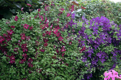 Cl.vit.Rubra_u.Polish_Spirit00209b.jpg