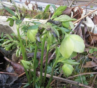 H.liguricus-ch.jpg