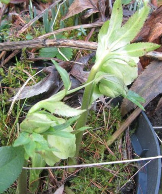 H.liguricus-ch1.jpg