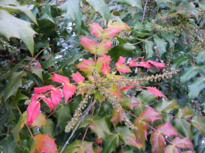 mahonia_bealei_fragezeichen20.02.13.JPG