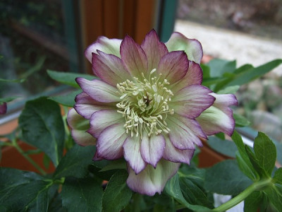 DSCF7210.JPG