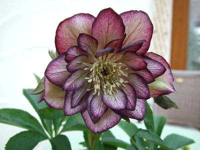 DSCF7216.JPG