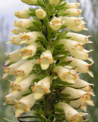 Digitalis_sp3.jpg