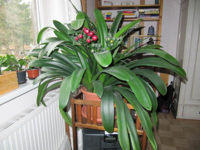 Clivia_im_Winter_140215.jpg