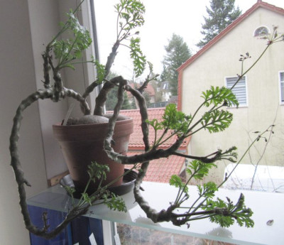 Pelargonium_carnosum_140215.jpg