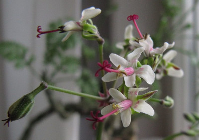 P_carnosum_Blute_140215.jpg