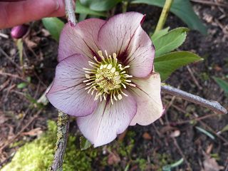 k-Kopie_von_samling_wasserhahn_bei_paeonia_wei.JPG