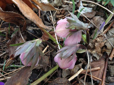 cf_saemling_hellebora_20140215_zg.jpg