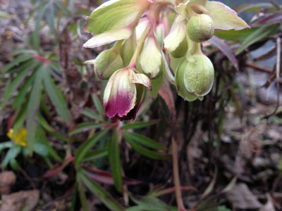 helleborus-foetidus_20140215_zg.jpg