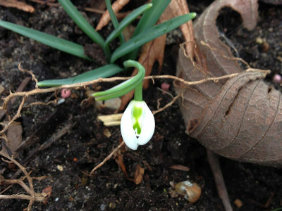 unknown-snowdrop_20140215_zg.jpg