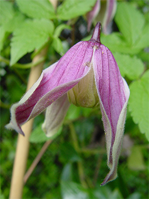 clematis_columella.jpg