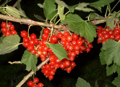 Garten9.07.05_001.jpg