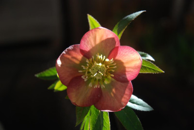 C9665_Medium.JPG