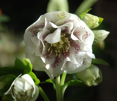 C9668a_Medium.jpg