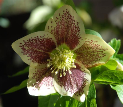 C9669a_Small.jpg