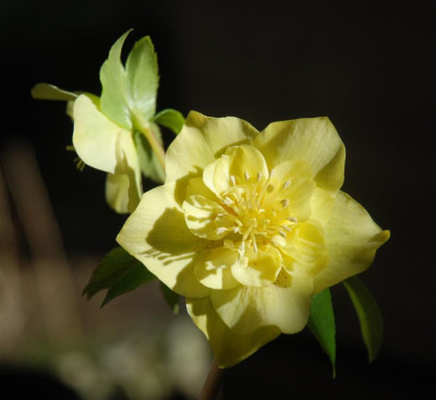 C9679a_Medium.jpg