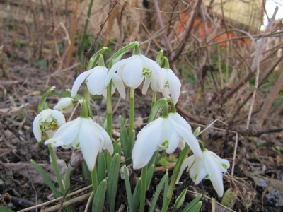 Galanthus_nivalis_flore_pleno_140216.jpg