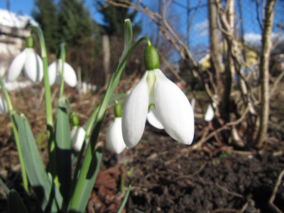 Galanthus_Ketton_140216.jpg