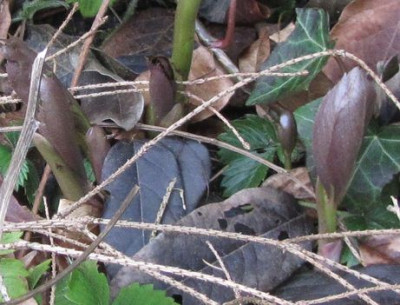 H.tibetanus-Blatt.jpg