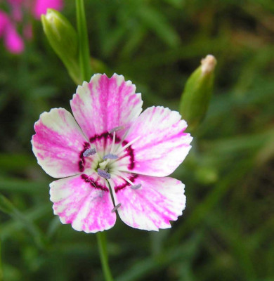 Dianthus_deltoides_gestreif.jpg