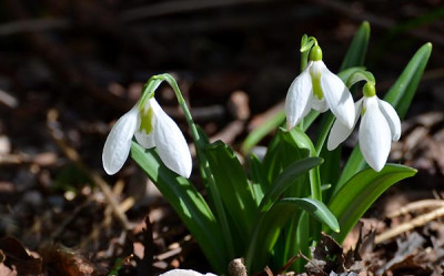 Galanthus_plicatus_Gerard_Parker__14-02-15.jpg