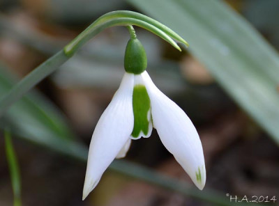 Galanthus_elwesii_Big_Boy.jpg