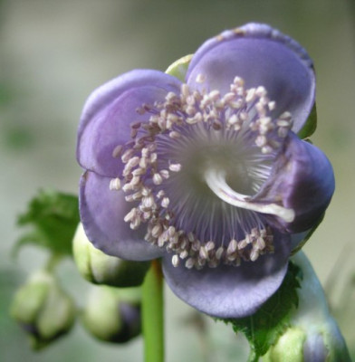 Deinanthe_caerulea_090705.jpg