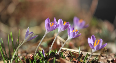 Spring_02.jpg