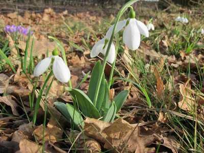 porreefolium_17.2.14_ue.jpg