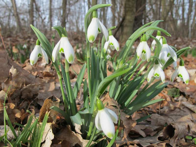 viridescens_17.2.14_ue.jpg
