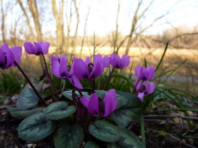 Cyclamen_coum_111.02.2014.JPG