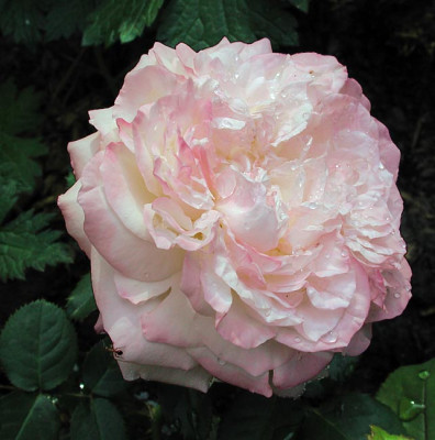 1eliane-gillet2.jpg