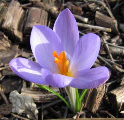 IMG_0460_Krokus_17-02-2014-.JPG