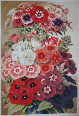 Phlox_de_Drummond.jpg