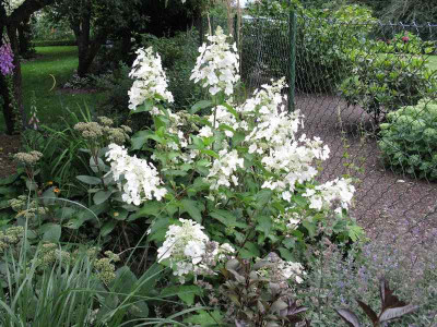 610__Hydrangea_paniculata_White_Lady_Kopie.jpg
