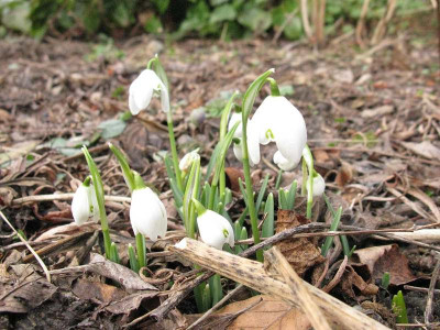 Galanthus_nivalis_Flore_Plenus_Kopie.jpg